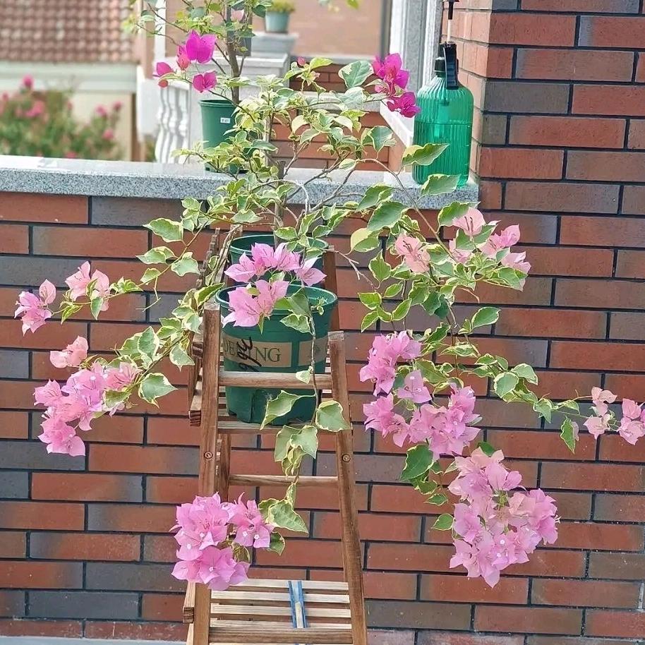 花姐园艺(三角梅)