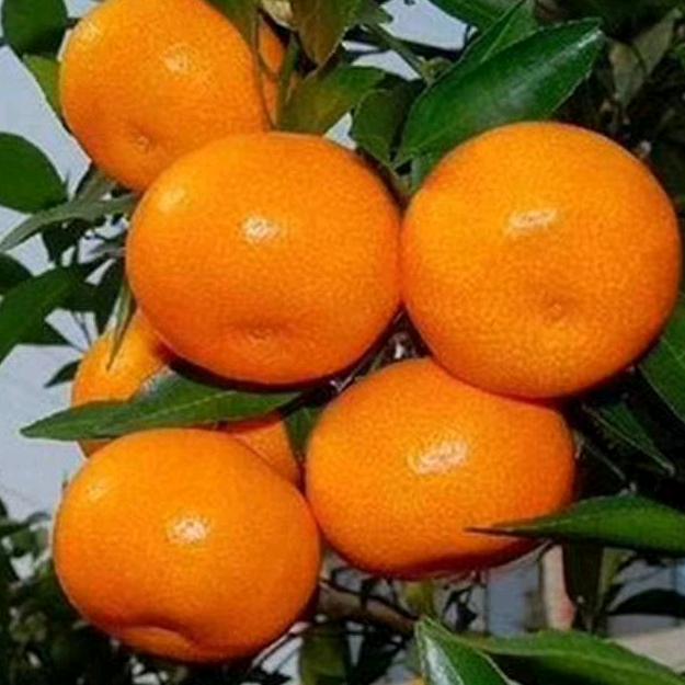 江苏南京众彩D区503档口徐文静