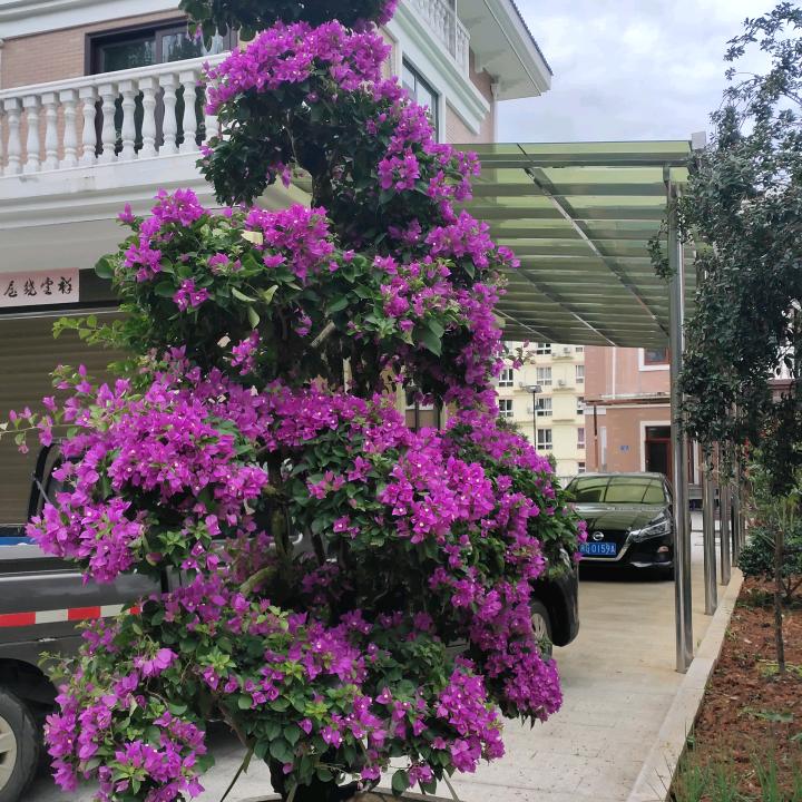 小芳