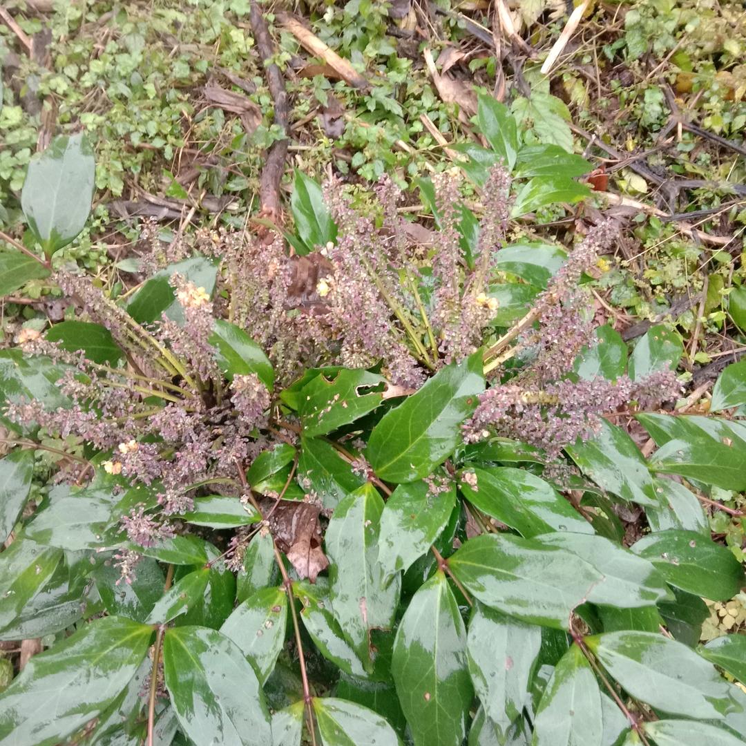 代二姐