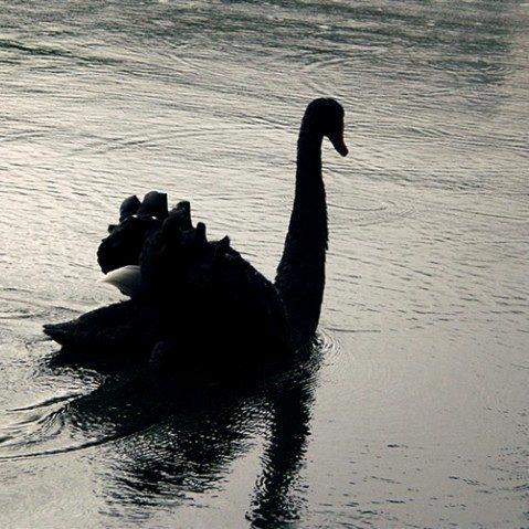 🌈🌈黑天鹅🌈🌈