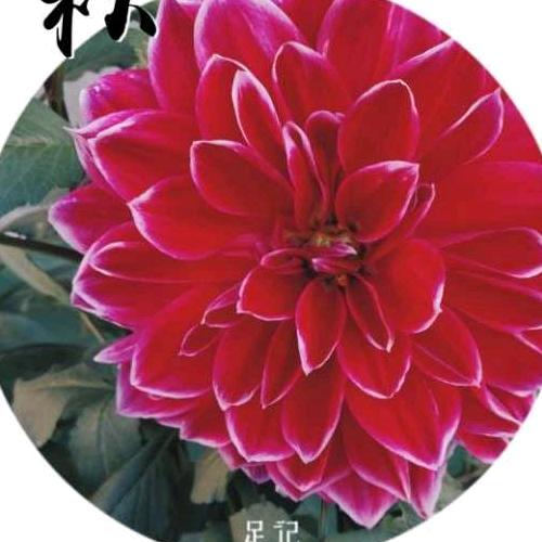 冬平.