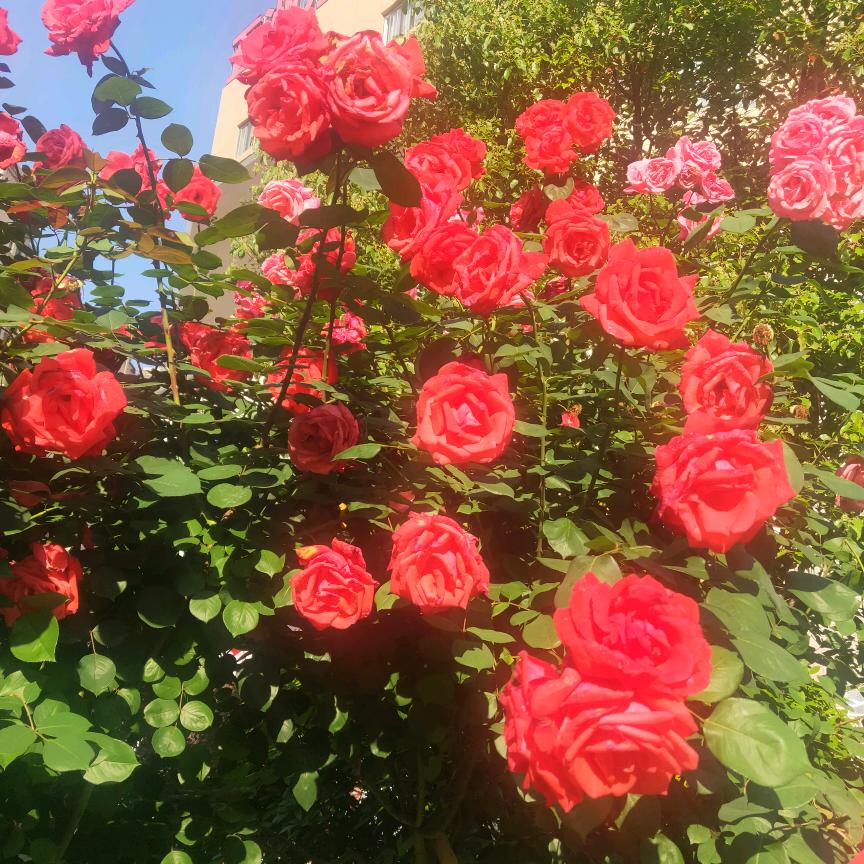 🌺一笑而过🌺