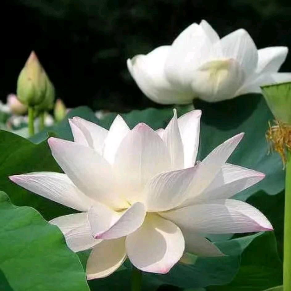 吉祥如意 ❤️ ☀🌙🌴🌹