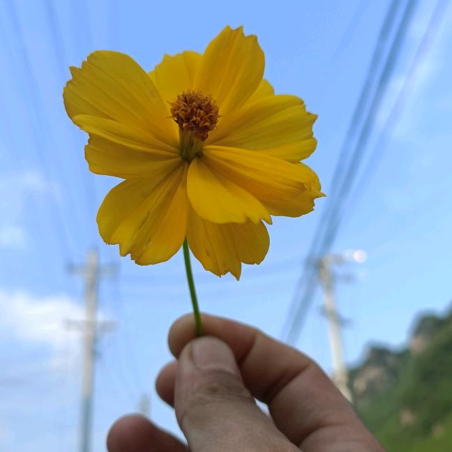 林  。