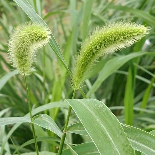 路边草