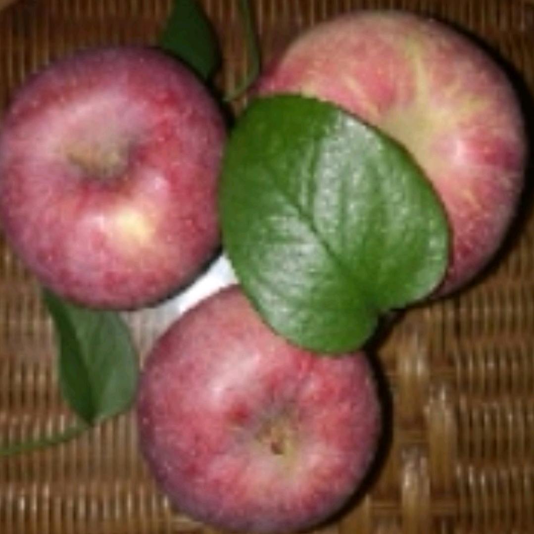 红果