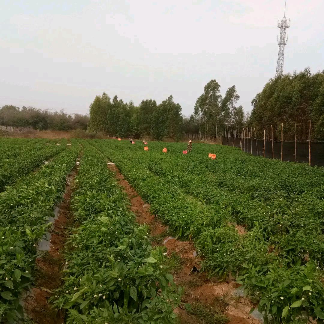 简单的快乐 i