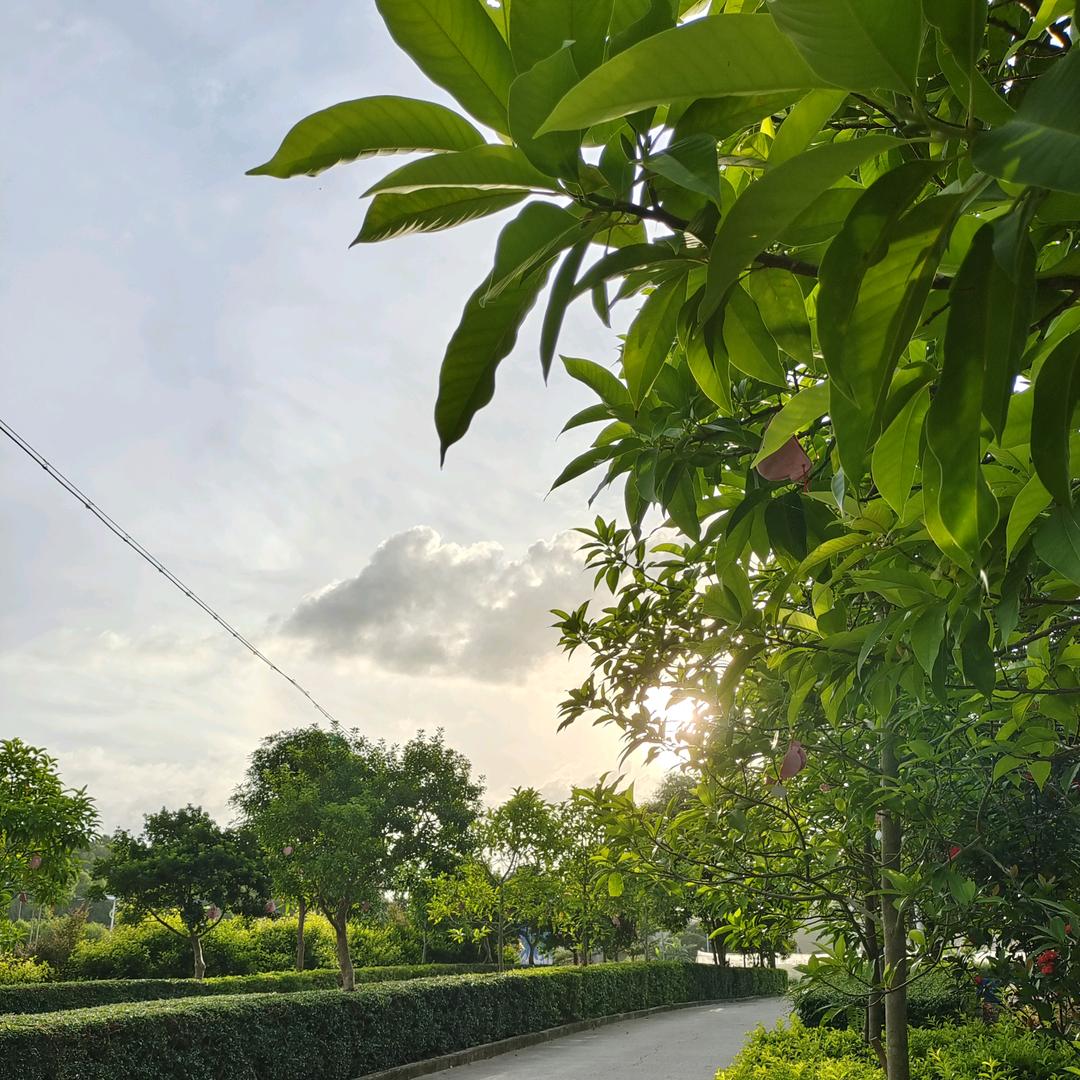杨杨杨