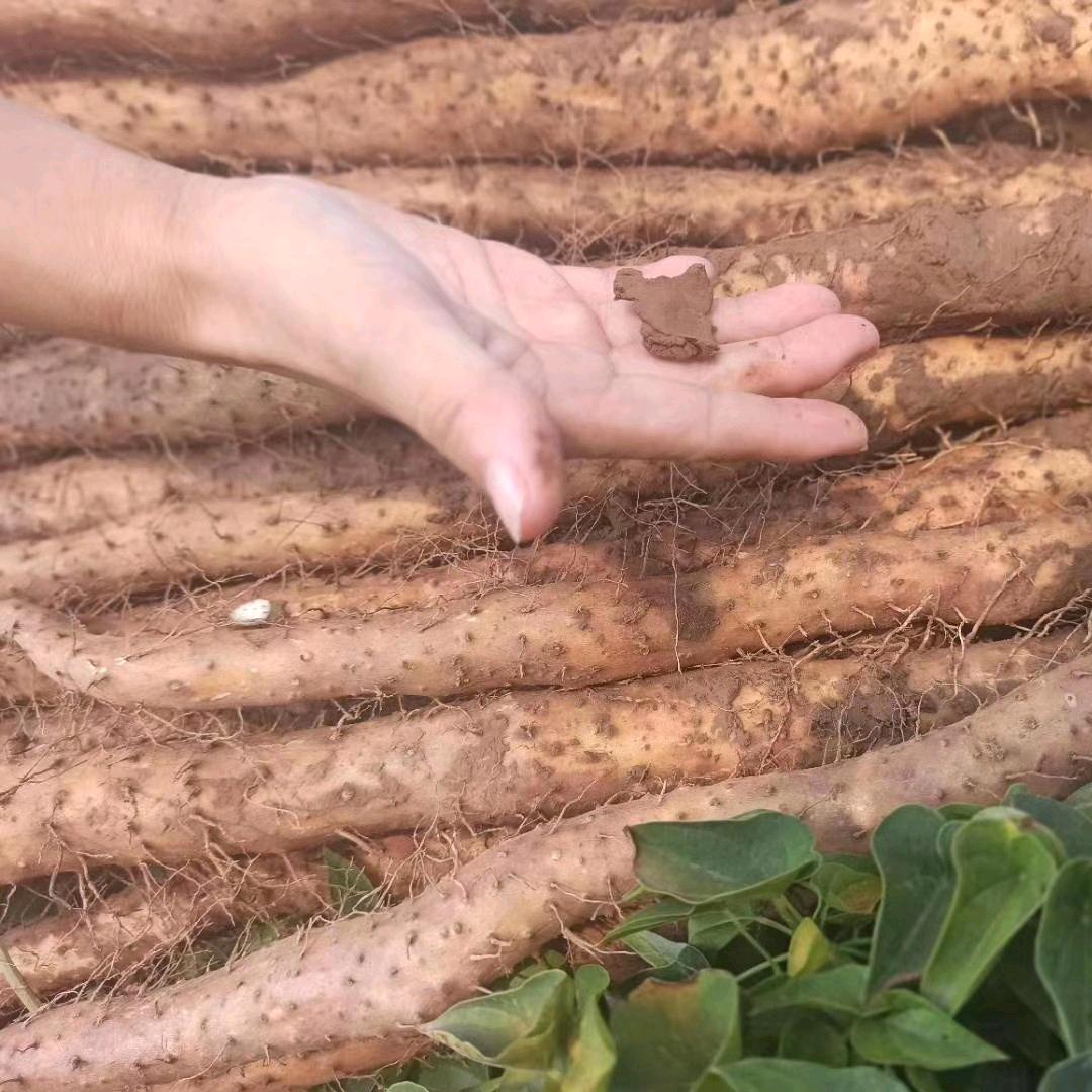 怀庆堂正宗温县铁棍山药
