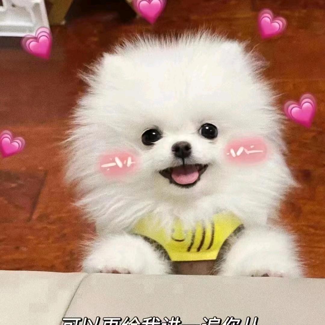 淘气宝萌宠