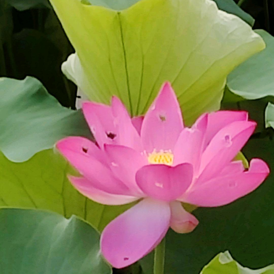 努力向上的小李