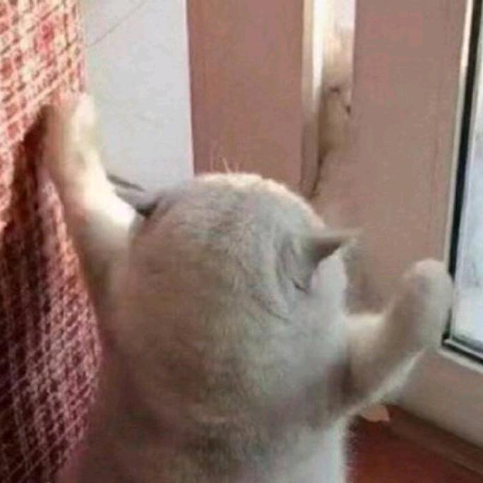 老蝴蝶