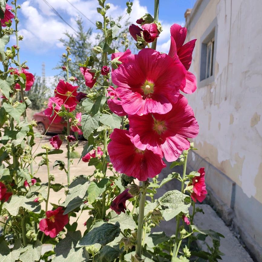 🍎i📱d👑周🍎转