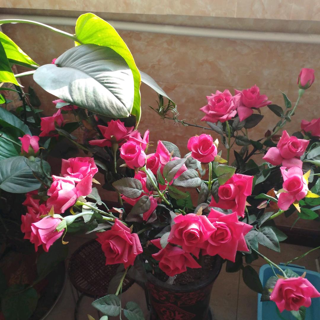 福禄寿喜666🌹花开富贵888🌹