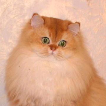 妖猫