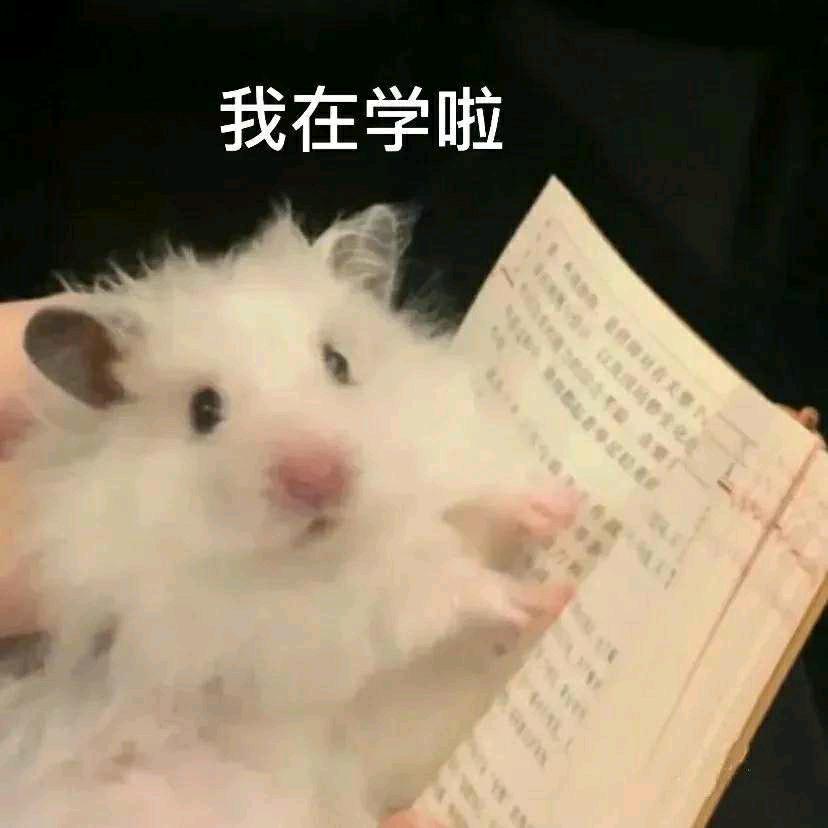 小玛蚁