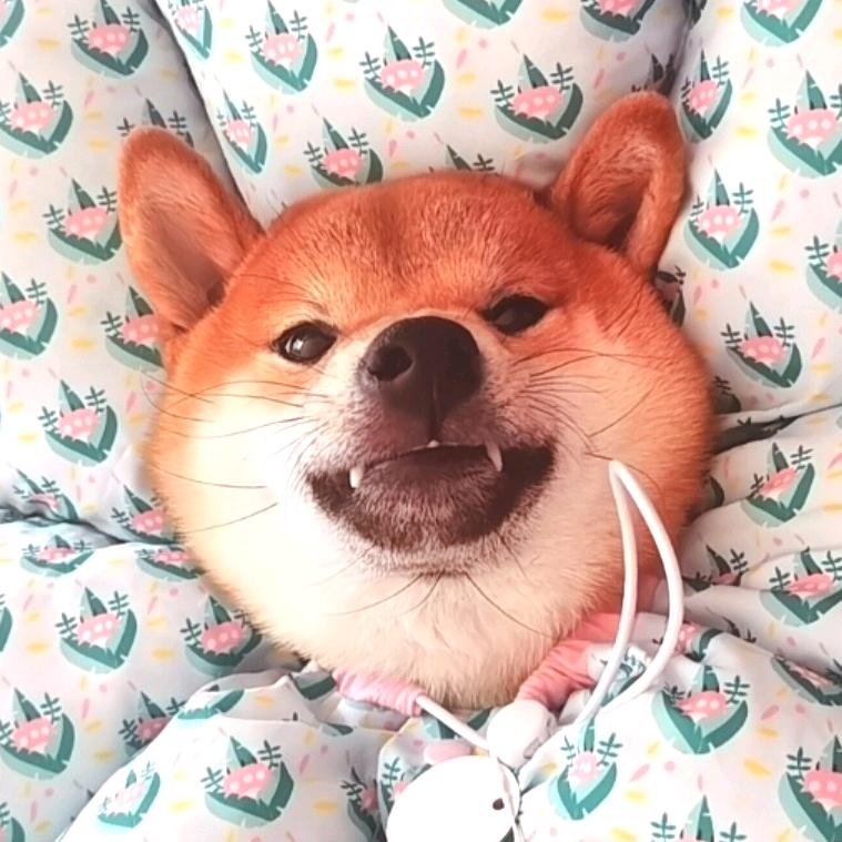 去冒险的梦