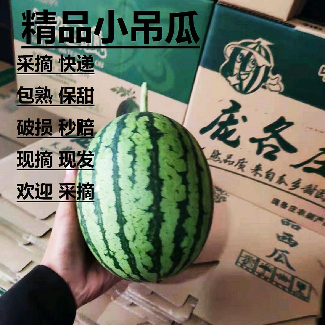 庞各庄小马西瓜种植