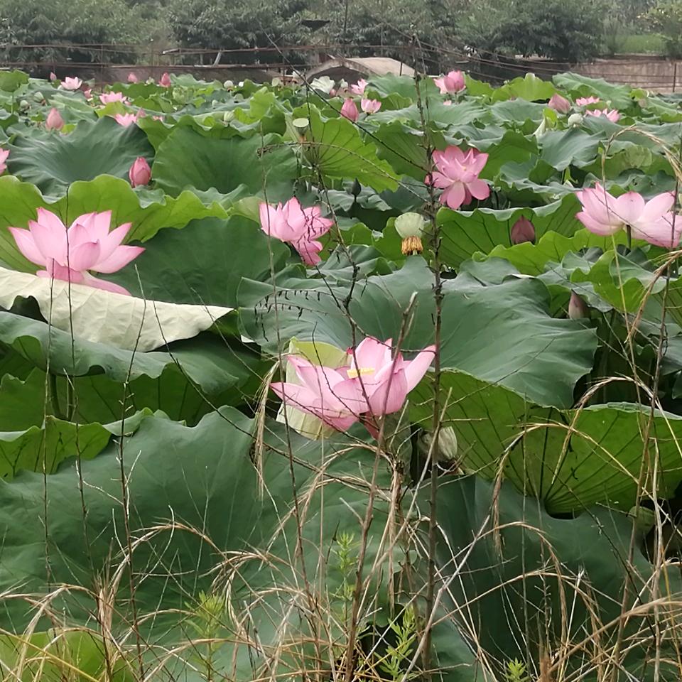 梅阿姨