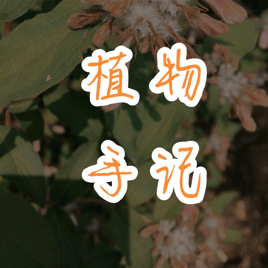 植物手记头像