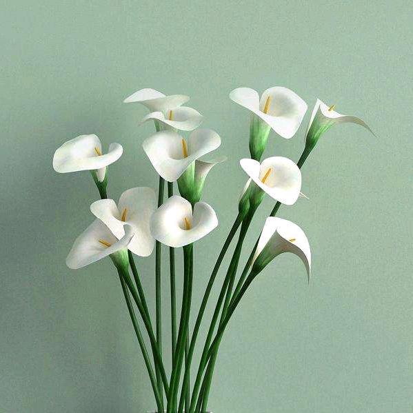 牵着蚂蚁去兜风