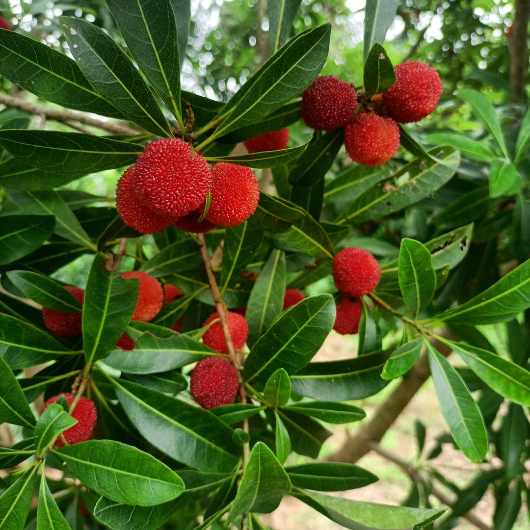 雪儿
