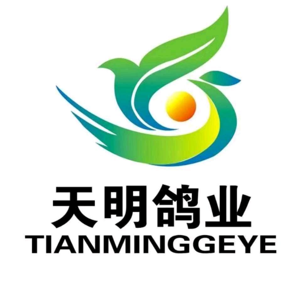天明鸽业-楚维向