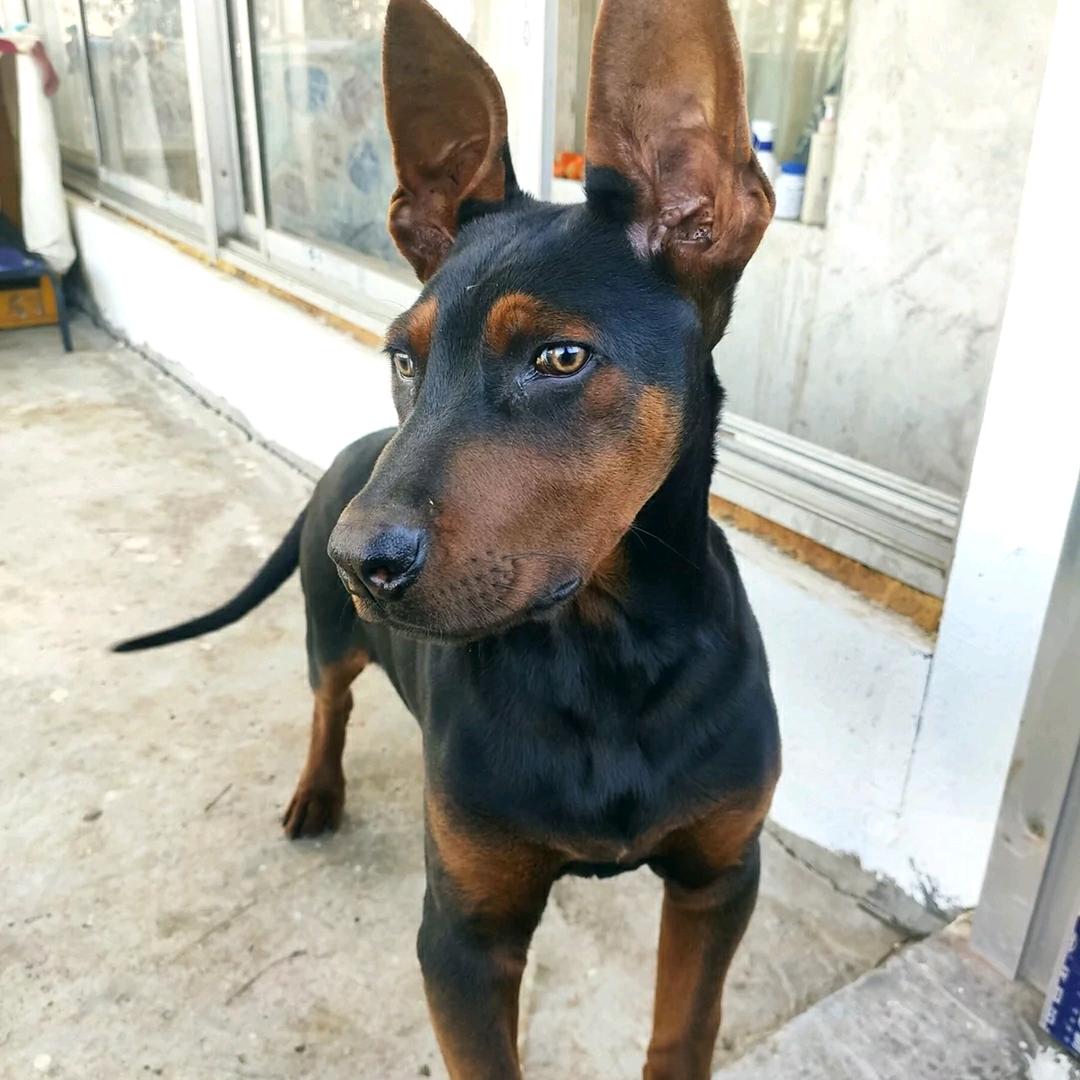 狼犬犬迷
