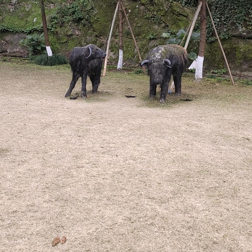 累