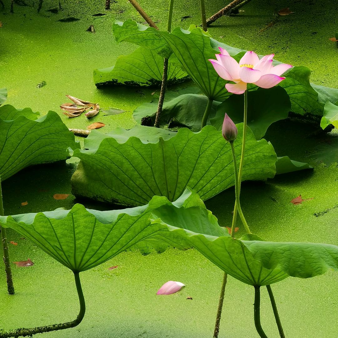浩月
