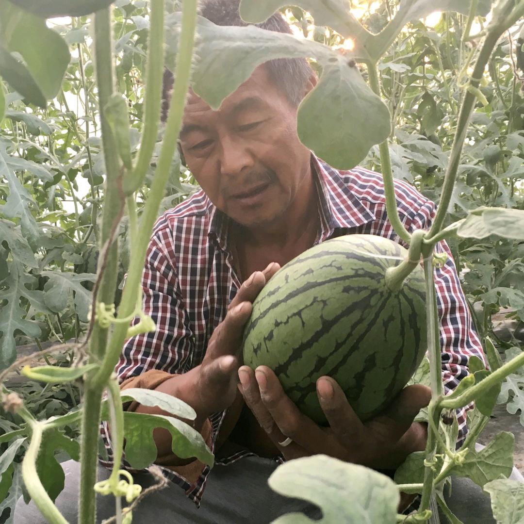 庞各庄西瓜老靳和小小靳