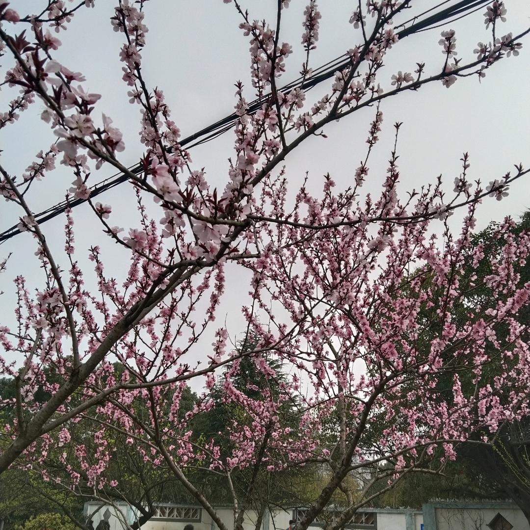张香