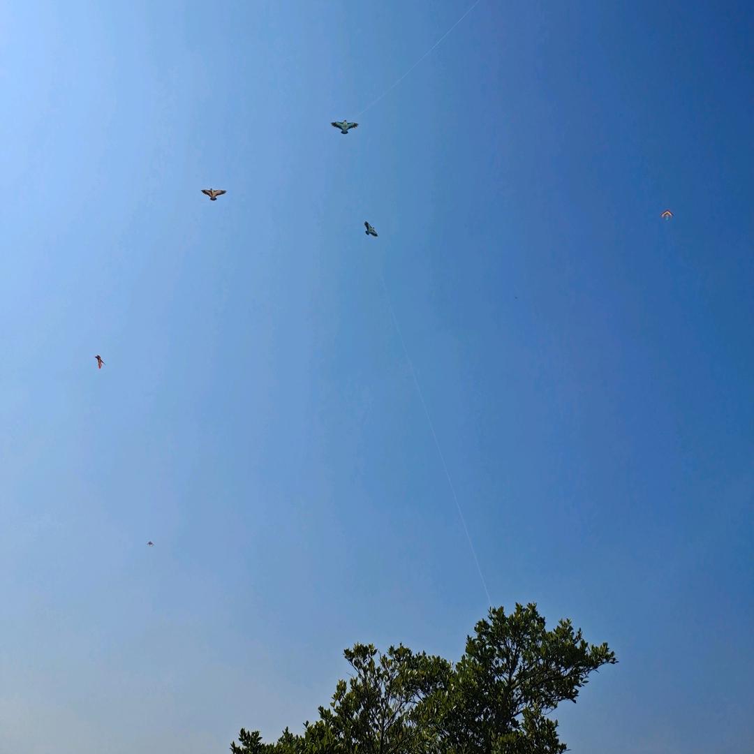 魚的眼泪