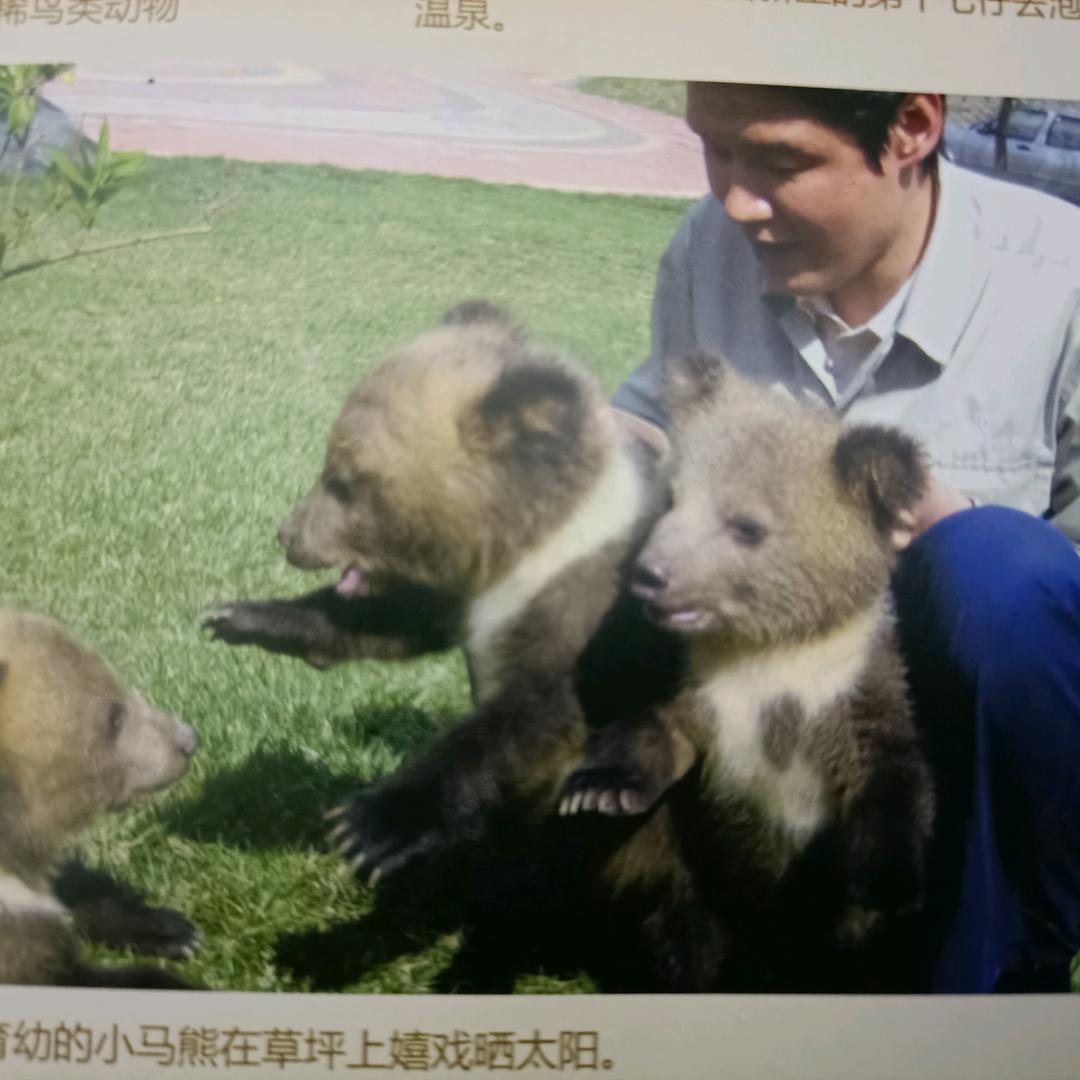 养熊🐻的大爷
