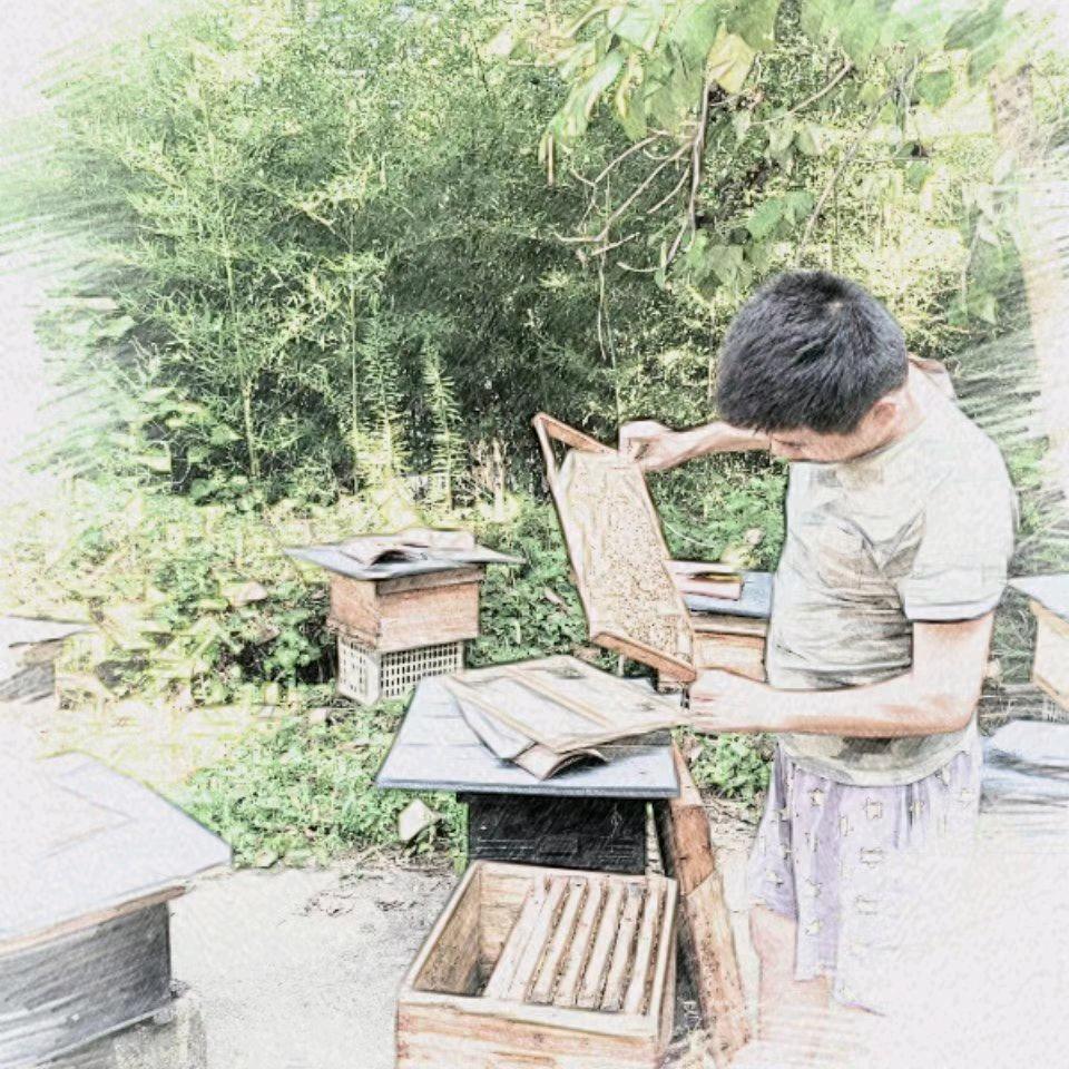 小勇中蜂养殖