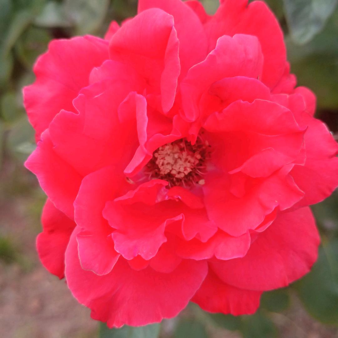 我的心中只有你