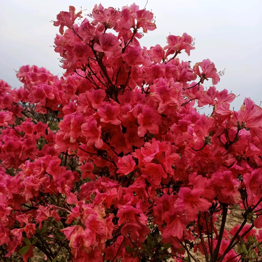 Li李