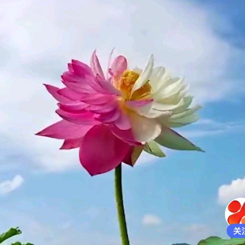 迷失的青春