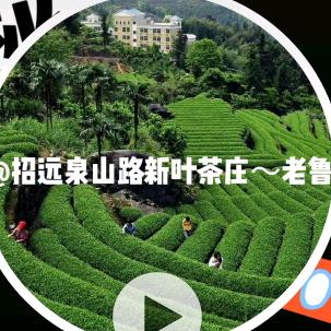 招远泉山路新叶茶庄～老鲁