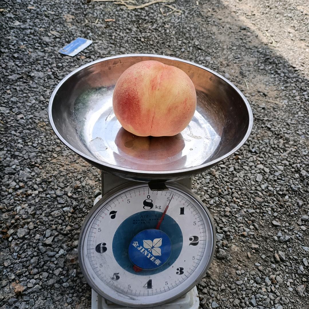 自由人