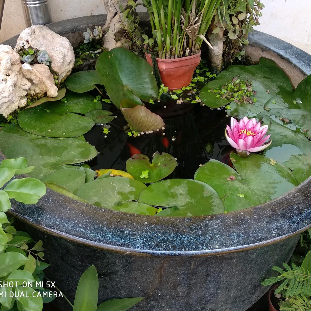 花花世界粮食购销