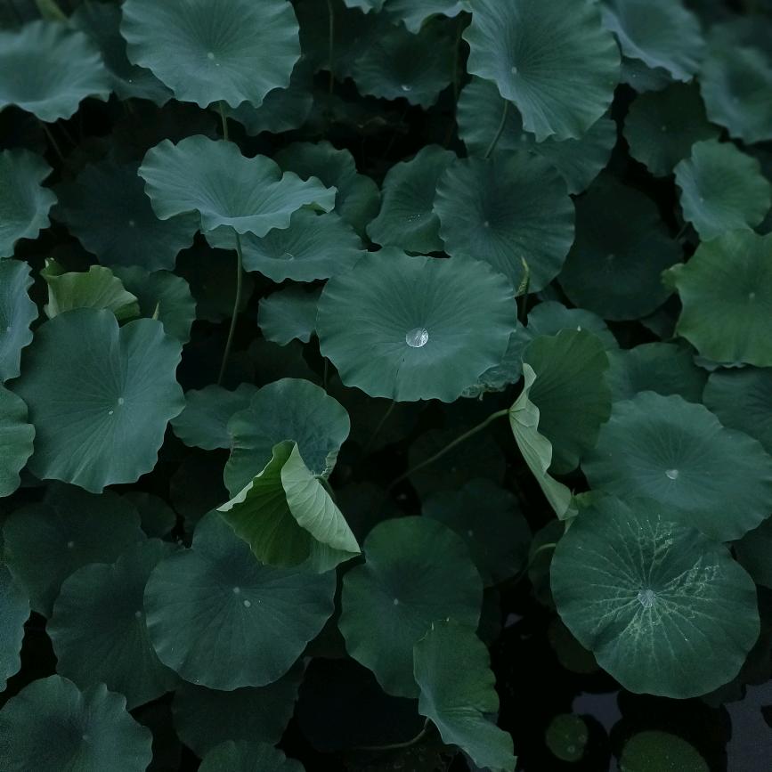 情怀