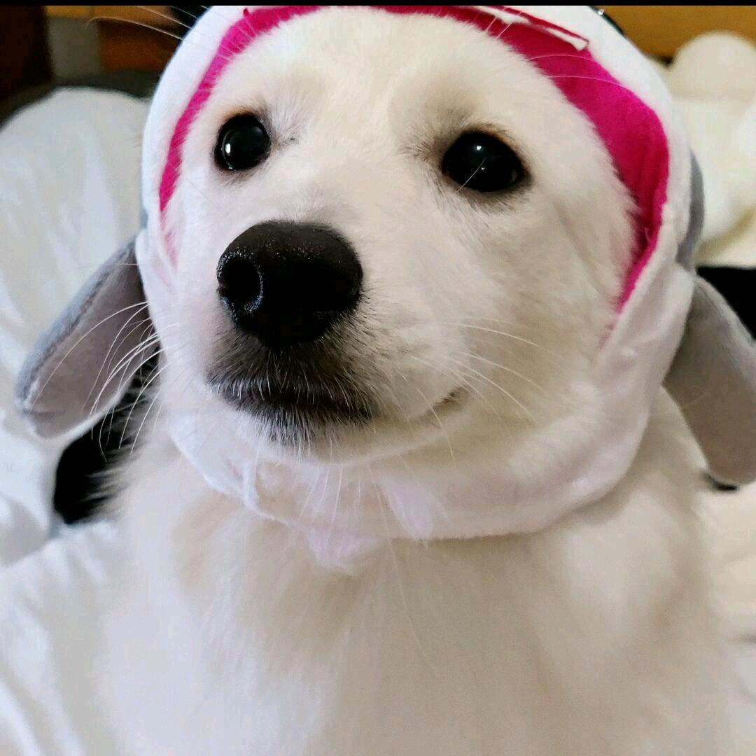 柚夏咕咕