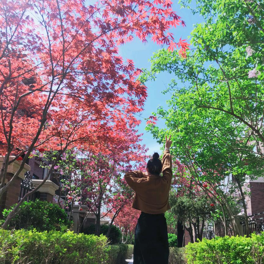雪菲