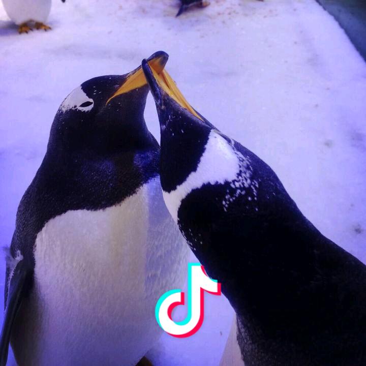 白眉