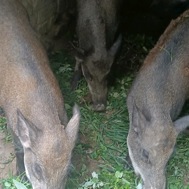 特种养殖〈天天小号〉