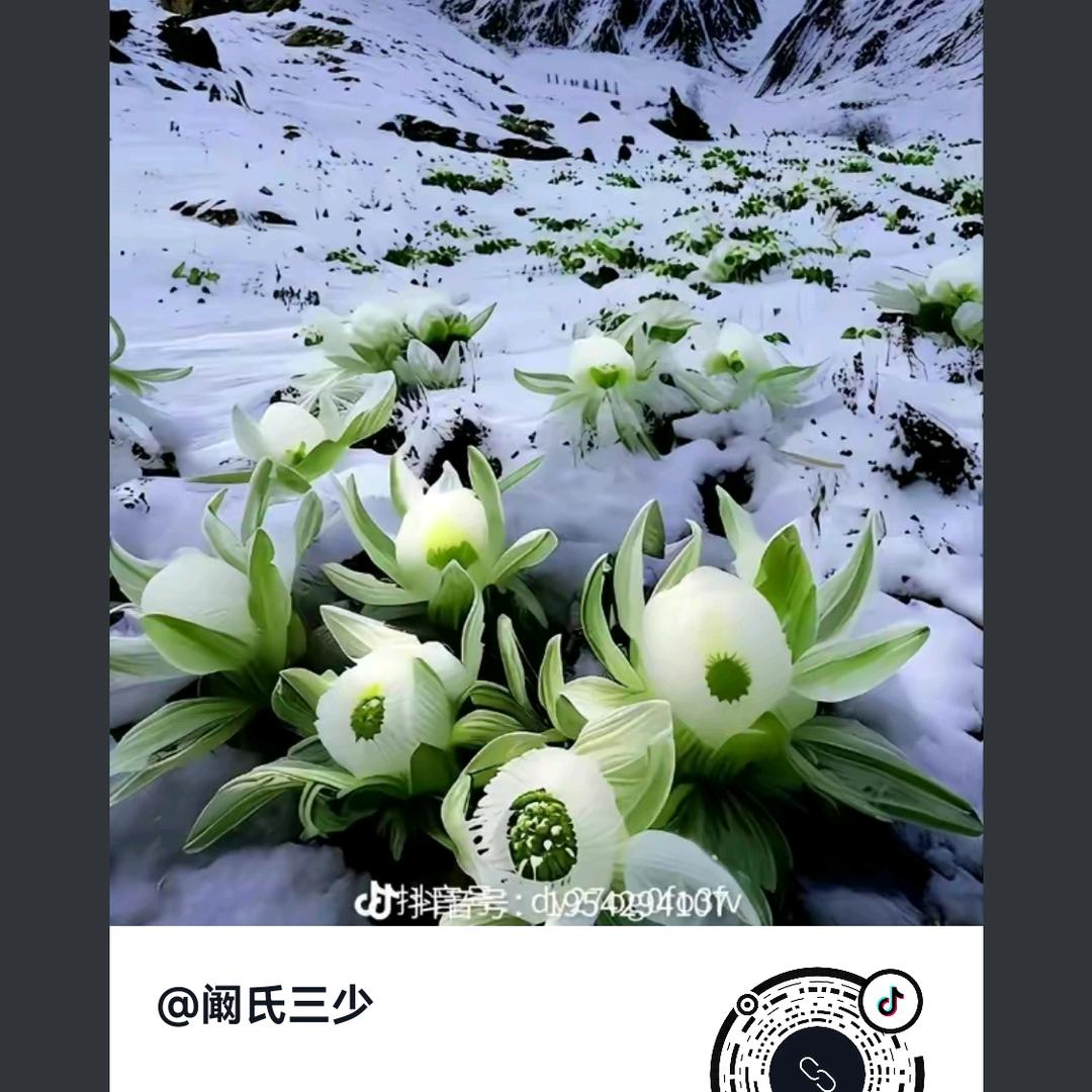 🐇，永恒的泪
