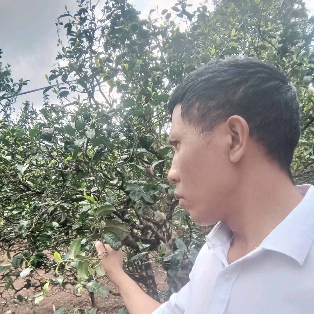 春玉茶约
