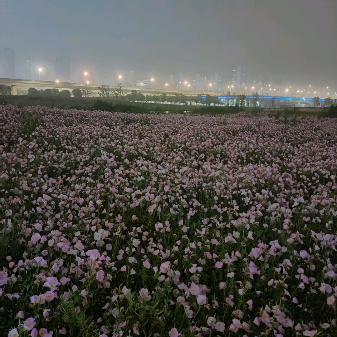 李严峰